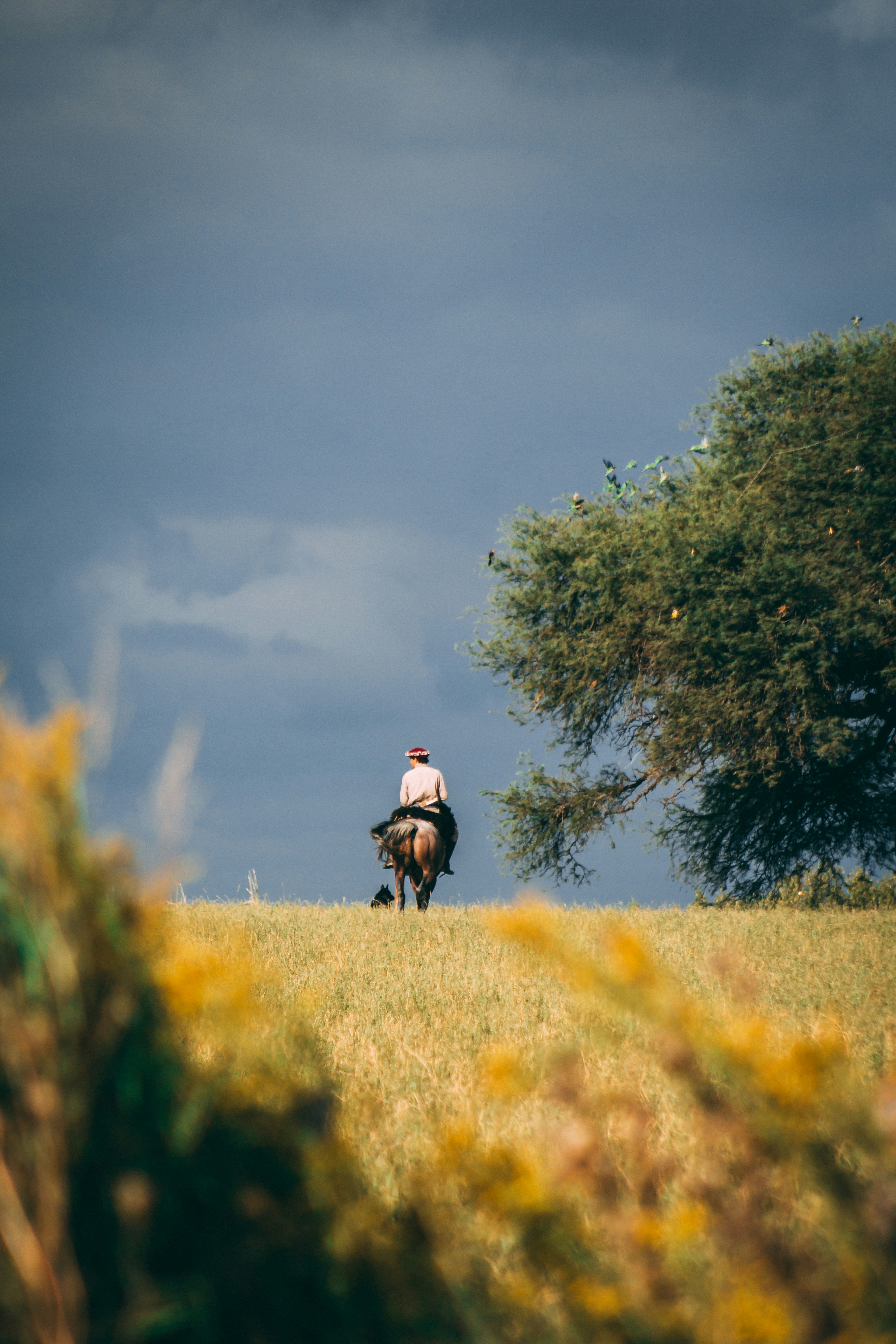 Gaucho a caballo, en la Pampa Argentina